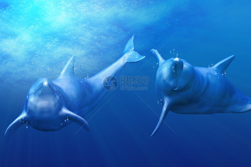 一对海豚在水下阳光下玩耍的插图图片