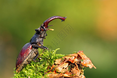 罕见的锹形甲虫Lucanus图片
