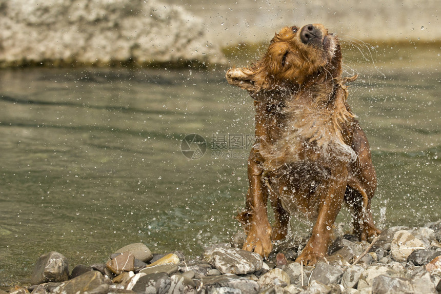 英国可卡犬在挤压时图片