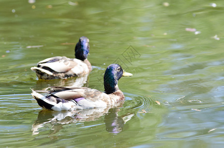 湖上的两只野鸭图片