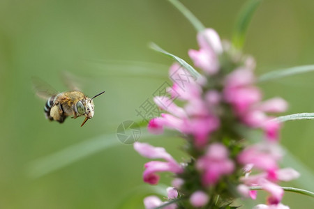 热带蜜蜂在野花附近飞翔图片