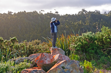 在新西兰奥卡里托附近观测鸟图片