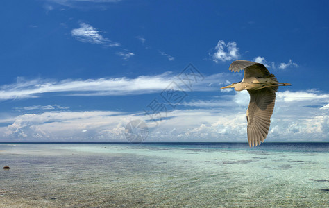 热带天堂背景中的一只蓝黑苍鹭图片