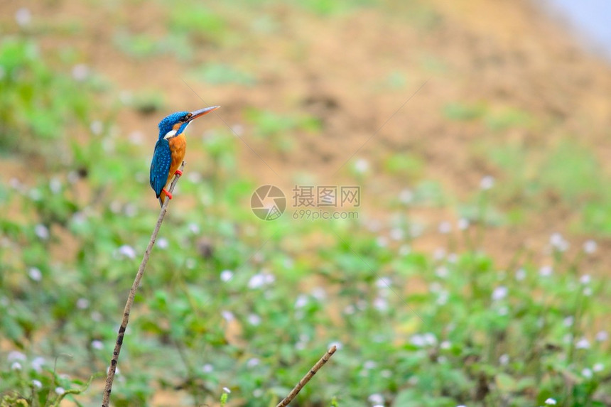 Kingfisher在斯里兰卡亚拉公园的一图片