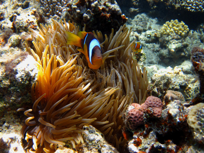 海葵鱼躲在海葵的珊瑚中图片