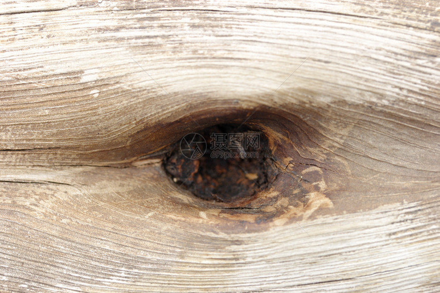 木眼尾目图片