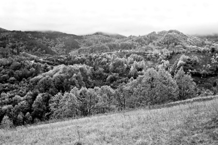 山风景看森林黑白图片