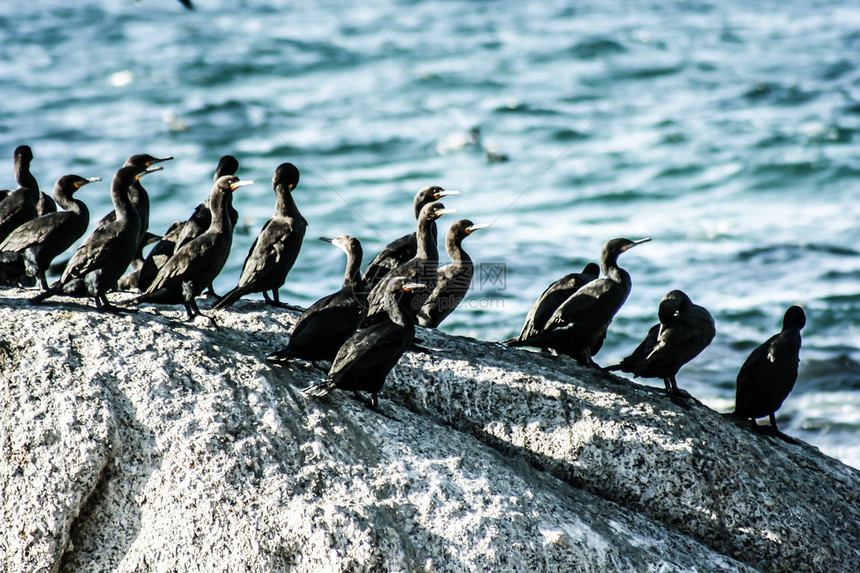 在南非好希望角与Cormorants和Gulls一起撞图片