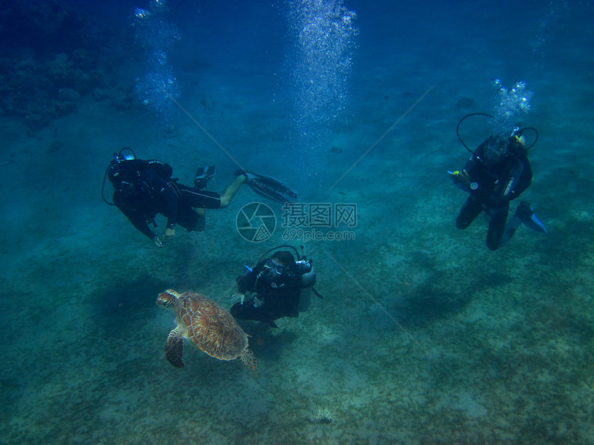 海龟在海床上与三名潜水员图片
