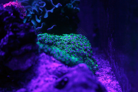 蓝光下的荧光珊瑚图片