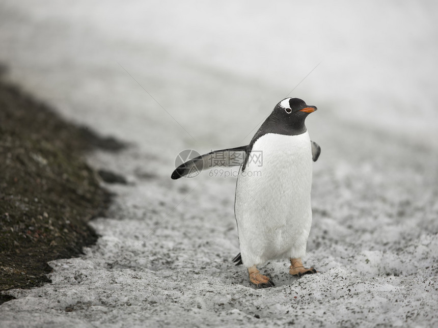 南极地区企鹅的形象图片