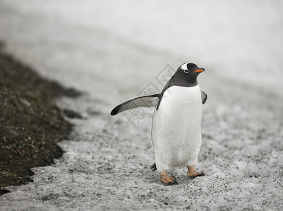南极地区企鹅的形象图片