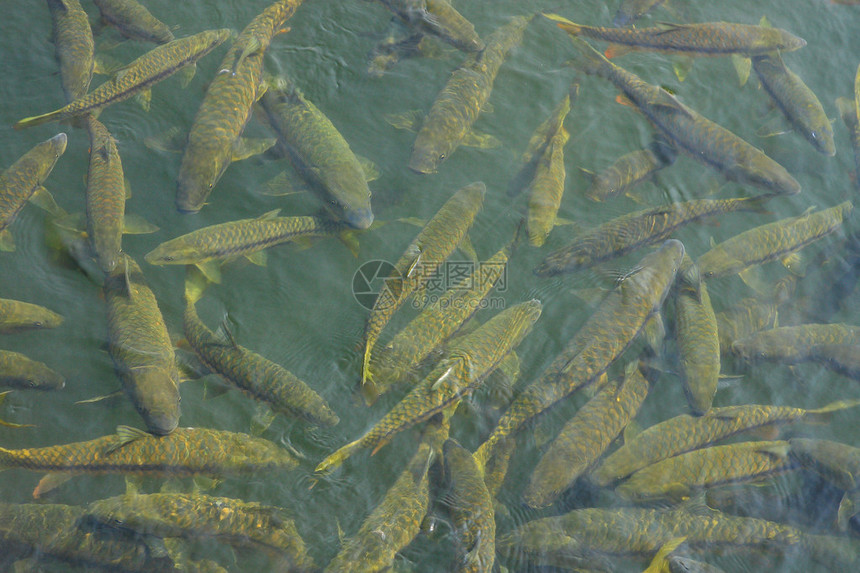 一群大鱼在印度湖图片