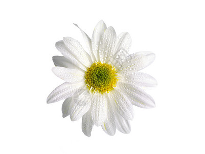 白色雏菊与水滴的特写镜头图片
