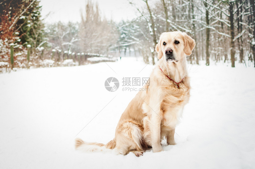 可爱的金毛猎犬图片