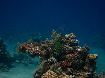 海洋中多彩珊瑚礁上图片