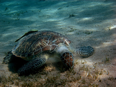 大海龟吃地上的海草图片