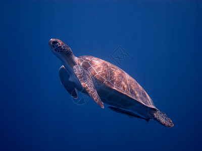 海龟在蓝色海水的表面图片