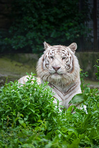 白孟加拉虎白老虎是孟加拉虎图片