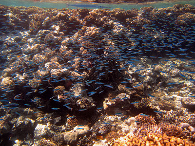 珊瑚礁上有许多蓝色的小鱼图片