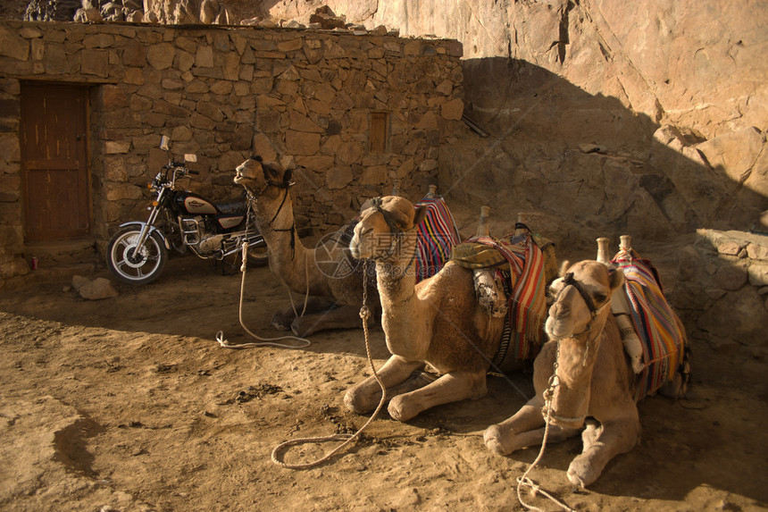 攀登西奈山骆驼埃及图片