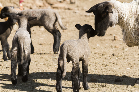 羊群和羊羔在春天图片