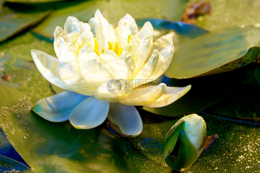 池塘里的睡莲花图片