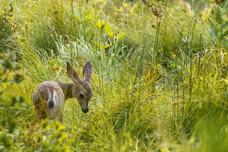 孤立的年轻小鹿小鹿在图片