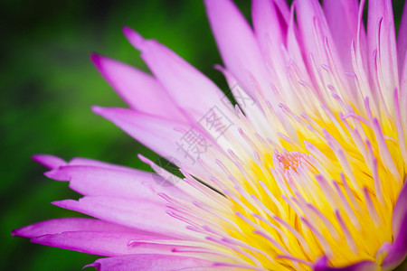 粉红色莲花的特写黄色花粉图片