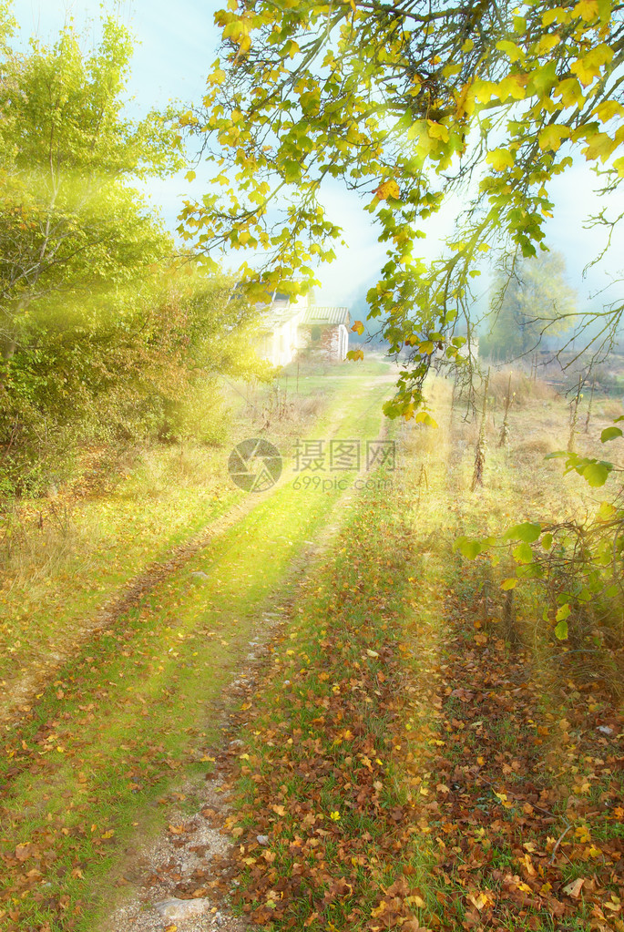 在阳光明媚的秋天森林里的小径树木和黄叶图片