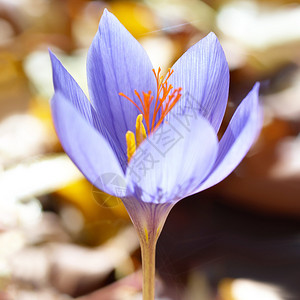 森林中的蓝色花番红花ligusticus藏红花图片