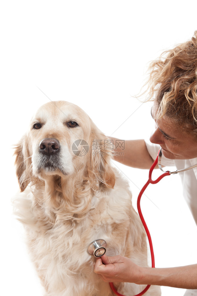 兽医咨询和跟随狗图片