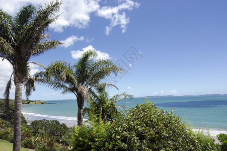 在新西兰北部的诺斯兰无疑湾热带野生海滩上有着棕榈背景图片