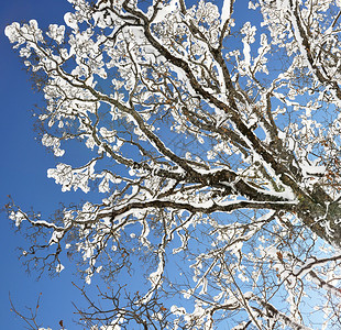 树枝上的雪图片