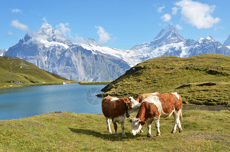 阿尔卑斯山草原的牛群瑞图片