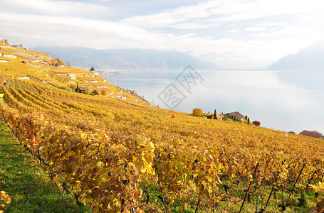 瑞士Lavau图片