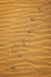 沙子上自然绘画上的鸟脚图片