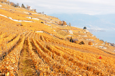 瑞士Lavau图片