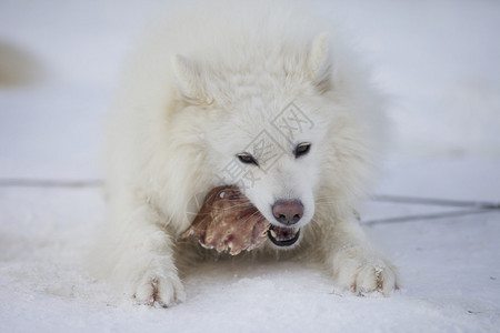 阿拉斯加雪橇犬过冬图片
