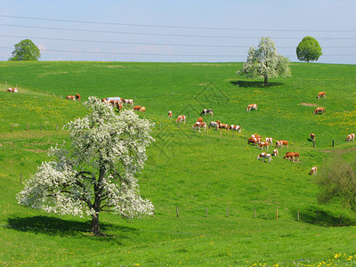 风景秀丽的高山草甸上的牛群瑞士埃蒙塔尔图片