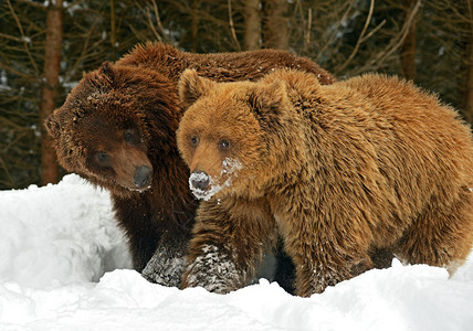 在野外冬眠后的棕熊图片