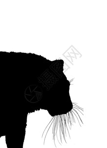 白色背景上孤立的老虎黑色轮廓图象高清图片