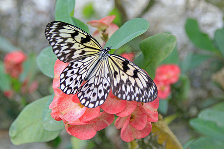 一只蝴蝶花上有黄色背景图片
