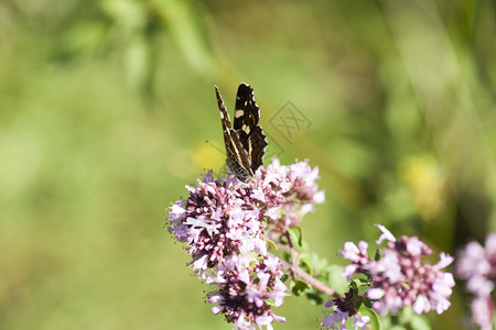 大自然中的美丽蝴蝶图片