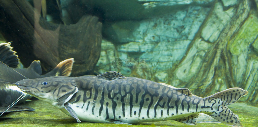 热带鱼类Pseudoplatistoma图片