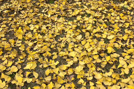 银杏蒙特利尔的秋叶图片