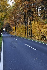 森林中的道路秋天图片