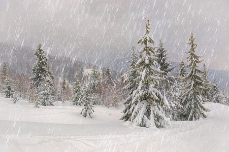 乌克兰喀尔巴阡山脉的霜天图片