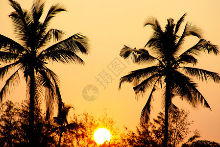 热带日落棕榈树和大太阳图片