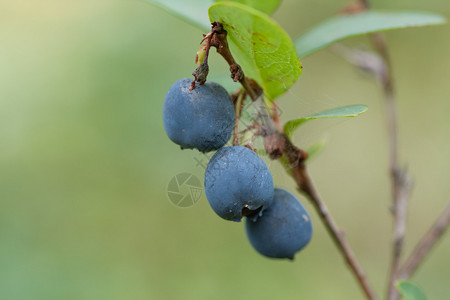 蓝莓北Bilberry图片